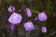 some purple flowers with water droplets on them