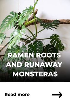 a plant that is sitting on top of a wooden branch with the words, ramen roots and runaway monsters read more