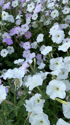 many white and purple flowers in a field