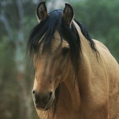 a brown horse with black manes standing next to trees