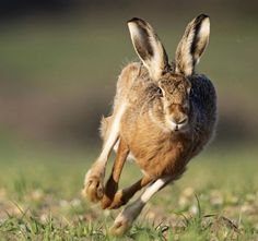 a brown and white rabbit running in the grass with it's front legs up