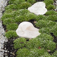 some white rocks sitting on top of green moss in a patch of dirt and gravel