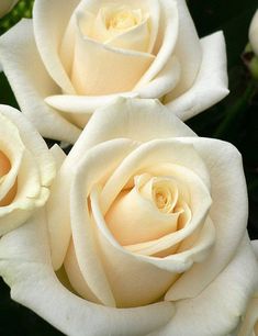 three white roses with green leaves in the background