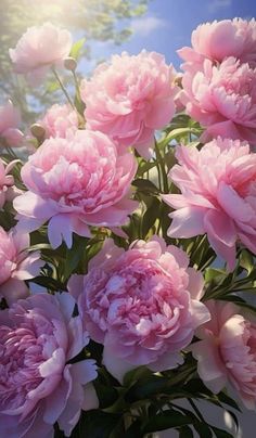 pink peonies are blooming in a vase with green leaves and blue sky