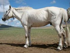 a white horse standing on top of a dirt field