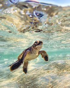 a baby turtle swimming in the ocean