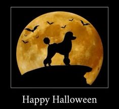 a dog that is standing in front of a full moon with the words happy halloween