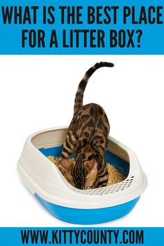 a cat in a litter box with the words what is the best place for a litter box?