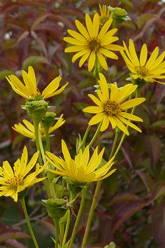 some yellow flowers are in the foreground with other plants behind them and red foliage