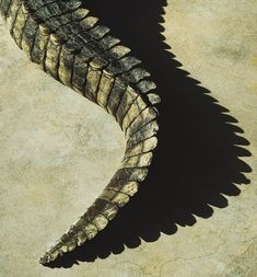 an alligator's tail casts a shadow on the ground