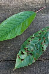 two green leaves sitting on top of a wooden table next to each other with brown spots