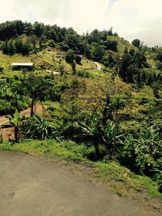 a lush green hillside covered in lots of trees and bushes next to a paved road