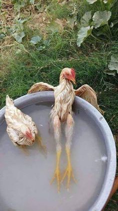 two chickens in a large metal bowl with the caption, rellate anatassia, estos dias tods todos comen pescado