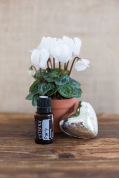 Purify is a natural and safe way to eliminate odors. This is a must for any clean kitchen. Doterra Cleaning Recipes, Essential Oil Cleaning Recipes, Doterra Cleaning, Pine Essential Oil, Doterra Business, Doterra Essential Oils Recipes, Essential Oils Cleaning