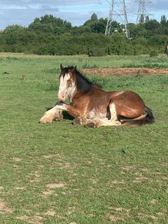 a brown horse laying on top of a lush green field next to a power line