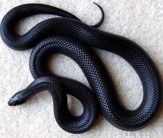 a black snake is laying on the floor