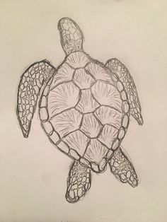 a pencil drawing of a turtle