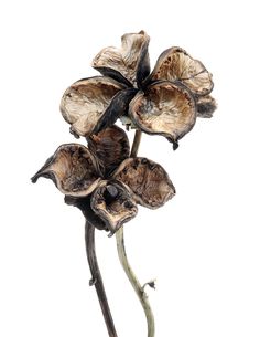 a close up of a flower on a white background