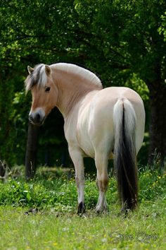 a white and black horse standing on top of a lush green field next to trees