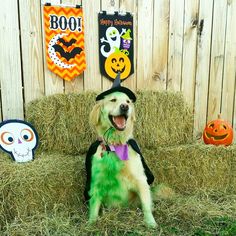 a dog wearing a witches hat sitting on hay with halloween decorations in the back ground