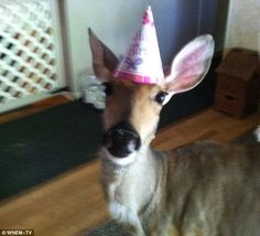 a deer wearing a party hat on top of it's head