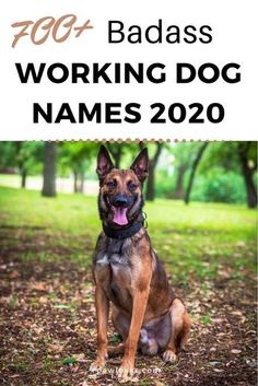 Farm Dog Names, Doberman Names, Police Dog Names, Boxer Dog Names, Hunting Dog Names, Rottweiler Names, Rottweiler Breeders, Husky Names