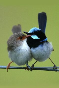 two small birds sitting on top of a wire