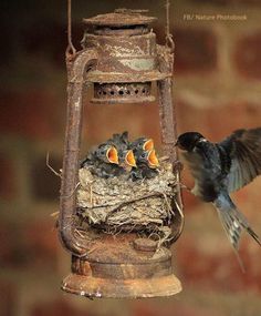 a bird is feeding its babies from a feeder