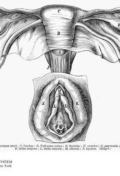 this is an illustration of the inside of a human's head and neck, with parts labeled