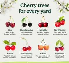 the cherry trees for every yard