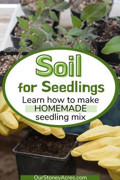 some plants and gloves with the words soil for seedlings learn how to make homemade seeding mix