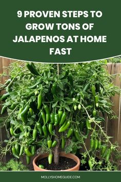 a potted plant with green peppers growing in it and the words 9 proven steps to grow tons of jalapenos at home fast