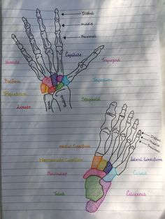 the hand and wrist bones are labeled in several different colors on lined paper with writing