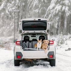 two dogs sitting in the back of a white car on snow covered road with trees