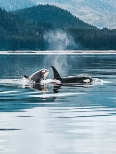 two orca's swimming in the water with mountains in the background