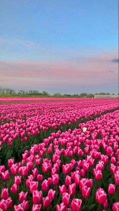 a field full of pink tulips under a blue sky