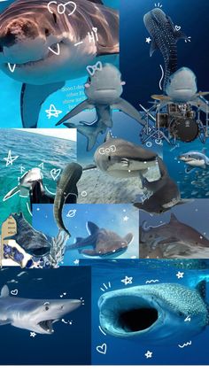 several different pictures of dolphins and other animals in the ocean with words written on them