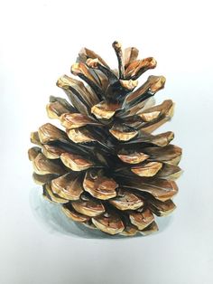 a pine cone sitting on top of a white table