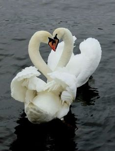 two swans in the water making a heart shape