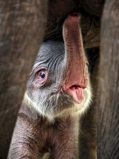 an animal sticking its tongue out from behind a tree trunk with it's mouth open