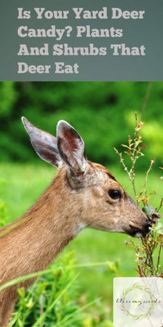 a deer that is eating some plants with the words, is your yard deer candy plants and shrubs that deer eat?