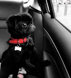 a small black dog sitting in the back seat of a car with its paw up