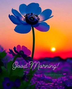 a blue flower with the words good morning on it in front of an orange and purple sunset