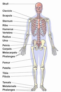 the bones and their major skeletal systems are labeled in this diagram, which shows the location of