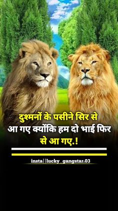 two lions standing next to each other with the caption in english and an image of trees