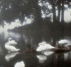 several white swans are swimming in the water near trees and rocks on a foggy day