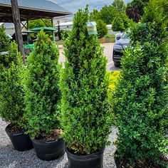 three potted plants in front of a parking lot