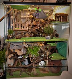 a glass case filled with lots of different types of plants and animals in it's display