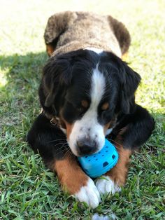 a black and brown dog chewing on a blue ball in the grass with his paw