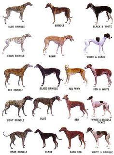 an image of different dogs that are in color and black and white or red and brown